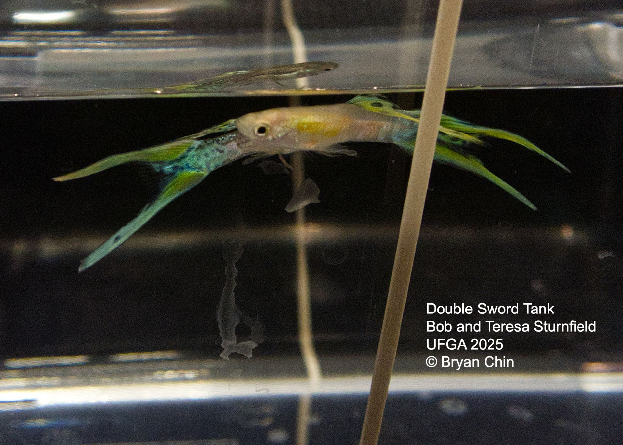 Guppy Double Swordtail